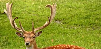 Zróżnicowana fauna Karkonoskiego Parku Narodowego: Jakie zwierzęta można spotkać w parku narodowym i jakie są ich cechy charakterystyczne