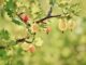 Jakie krzewy sadzić w pełnym słońcu? Jakie krzewy sadzić w pełnym słońcu?